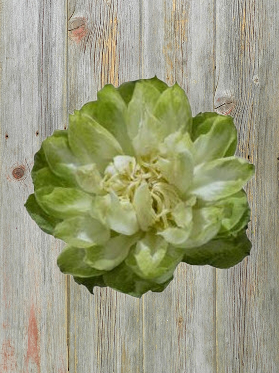 VEGGIE  GREEN GARDEN ROSE